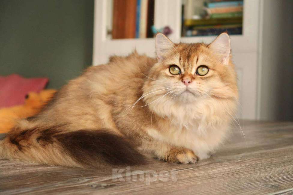 Кошки в Москве: Британский котенок Минхо Мальчик, 50 000 руб. - фото 2