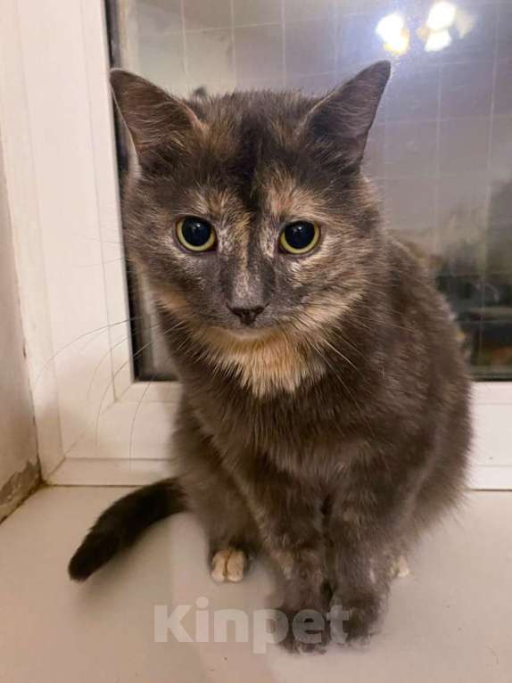 Кошки в Москве: Василиса ищет дом Девочка, Бесплатно - фото 1