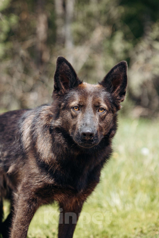 Собаки в Москве: В добрые руки! Мальчик, Бесплатно - фото 3