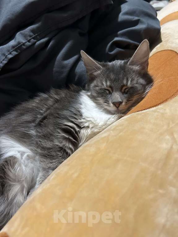 Кошки в Ростове-на-Дону: отдам даром двух кошек Девочка, Бесплатно - фото 6