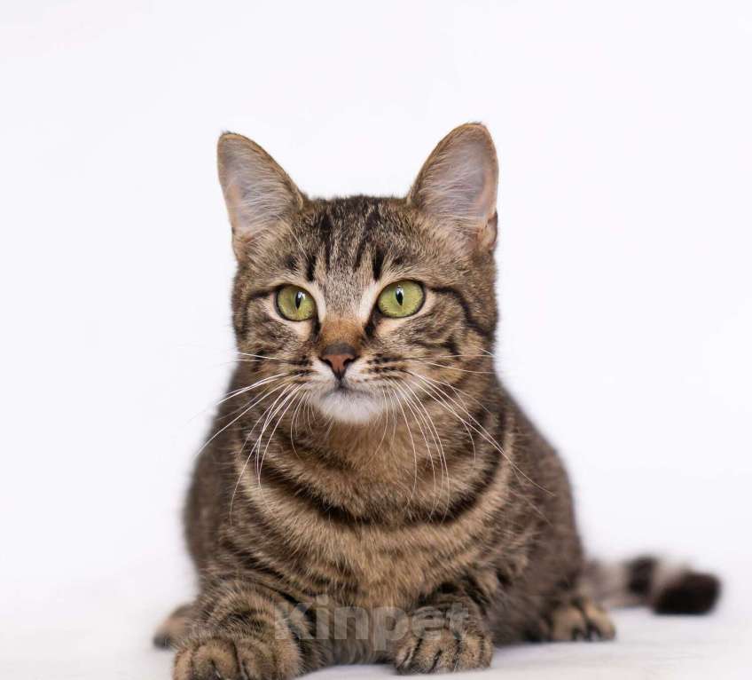 Кошки в Москве: Бенгальский кот подросток Морис в добрые руки Мальчик, Бесплатно - фото 5