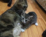 Кошки в других городах Челябинской области: Котята в добрые руки Девочка, Бесплатно - фото 4