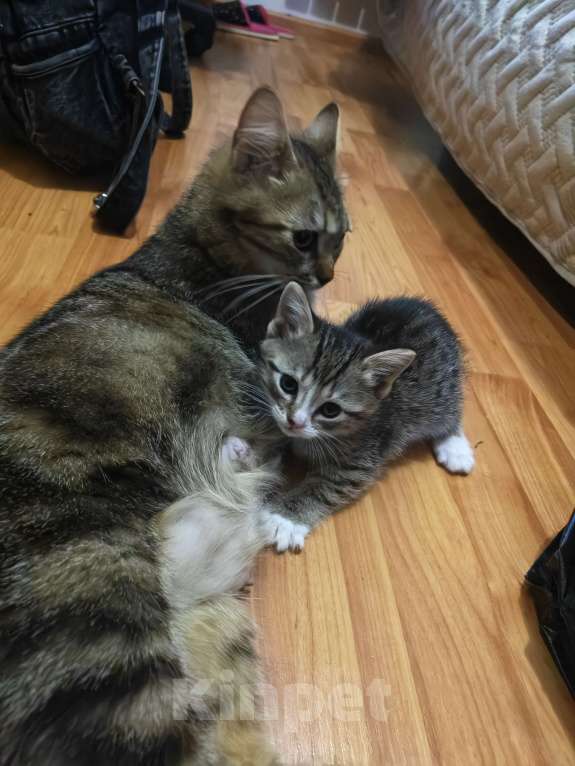 Кошки в других городах Челябинской области: Котята в добрые руки Девочка, Бесплатно - фото 4