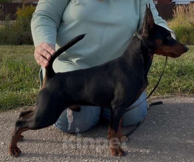 Собаки в Краснодаре: Цвергпинчер для вязок Мальчик, 20 руб. - фото 2