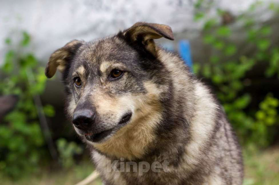 Собаки в Москве: Пуш Мальчик, Бесплатно - фото 5