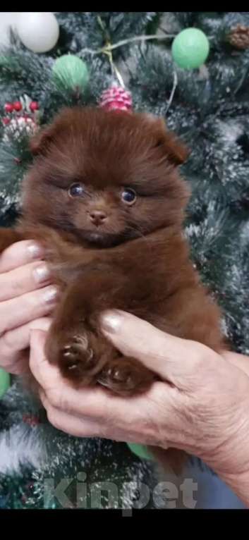 Собаки в Самаре: Предлагается девочка шоколад   Девочка, 90 000 руб. - фото 1