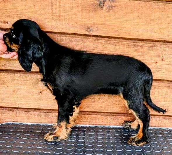 Собаки в других городах Московской области: Щенки ККЧС ОРАС ЧЕРНО-ПОДПАЛЫЙ Девочка, 100 000 руб. - фото 3