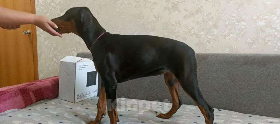 Собаки в Волгограде: Щенки собаки породы Доберман Девочка, 15 000 руб. - фото 4