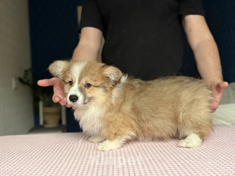 Собаки в Краснодаре: Вельш-Корги Пемброк Мальчик, 40 000 руб. - фото 7