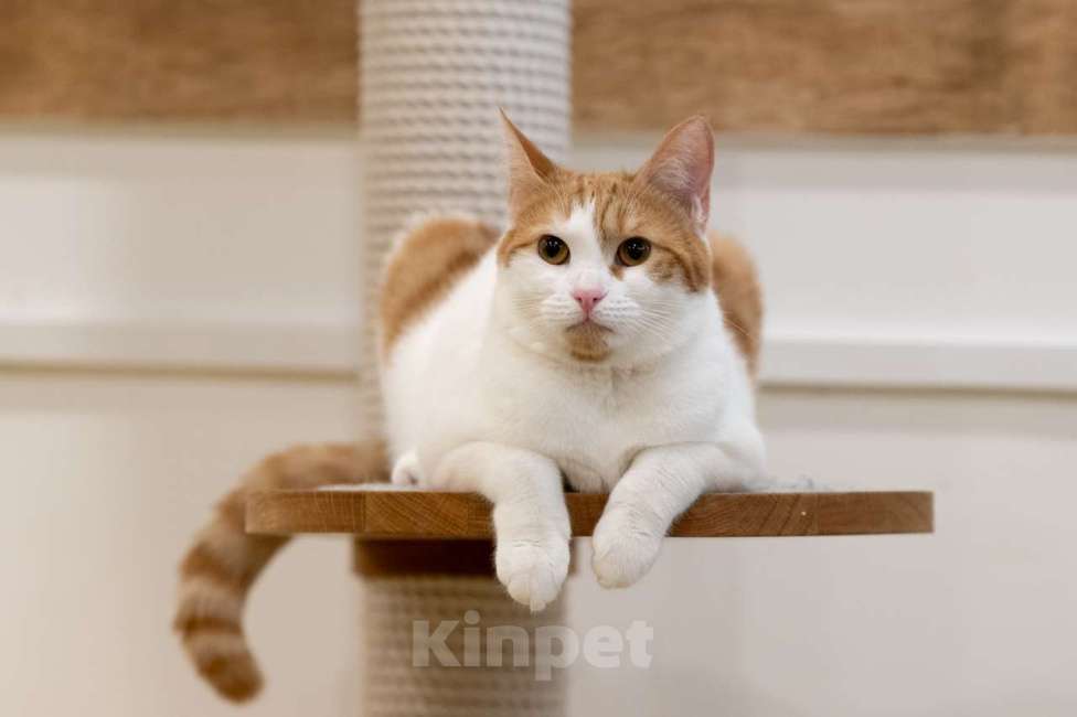 Кошки в Москве: котенок Злата в добрые руки Девочка, Бесплатно - фото 3