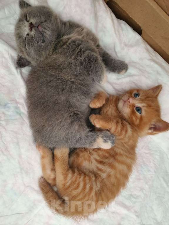 Кошки в Красноармейске: Серая кошечка Скотиш килт фолт  Девочка, 50 000 руб. - фото 3