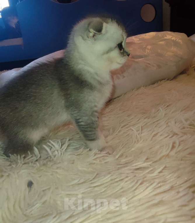 Кошки в других городах Московской области: Серебристая шиншилла скоттиш-фолд девочка Девочка, 18 000 руб. - фото 4