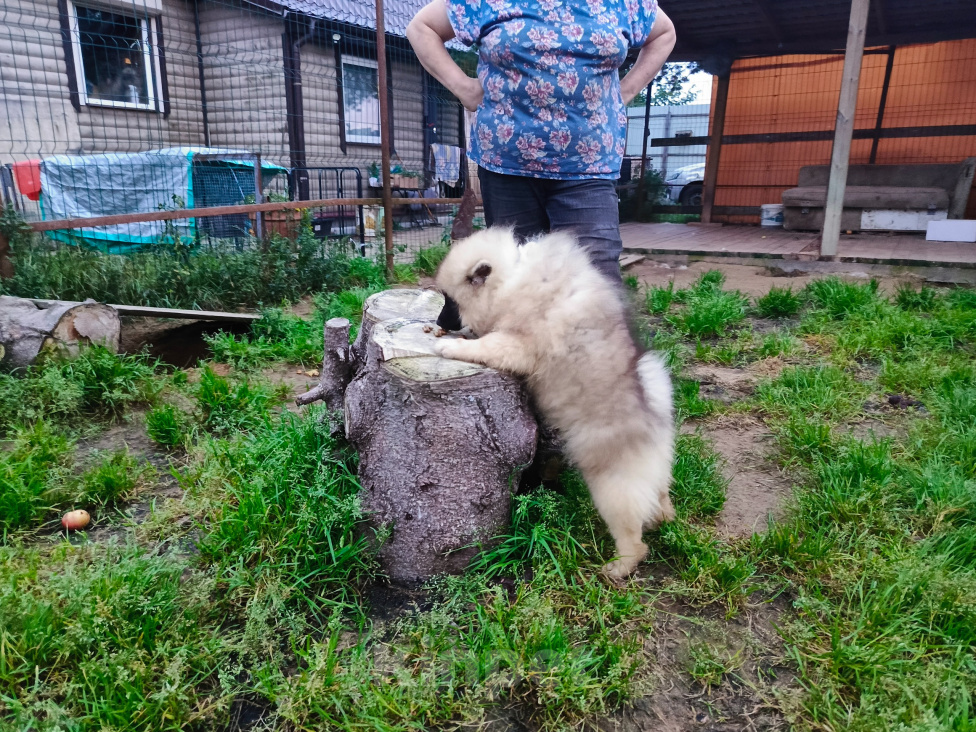 Собаки в других городах Ленинградской области: Щенок вольфшпица Девочка, 55 000 руб. - фото 7
