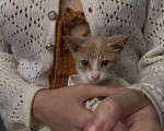 Кошки в других городах Краснодарского края: малыш ищет свою семью Мальчик, Бесплатно - фото 2