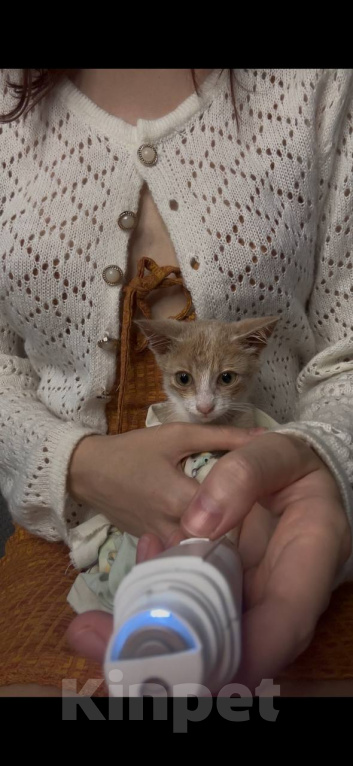 Кошки в других городах Краснодарского края: малыш ищет свою семью Мальчик, Бесплатно - фото 2