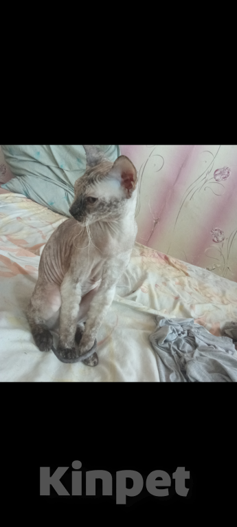 Кошки в Красноярске: Отдаю в добрые руки, с вязи с переездом Девочка, 20 000 руб. - фото 2