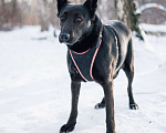 Собаки в Москве: Ривьера Девочка, Бесплатно - фото 3