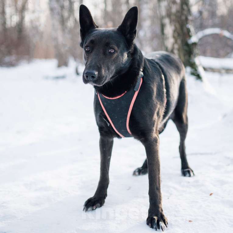 Собаки в Москве: Ривьера Девочка, Бесплатно - фото 3