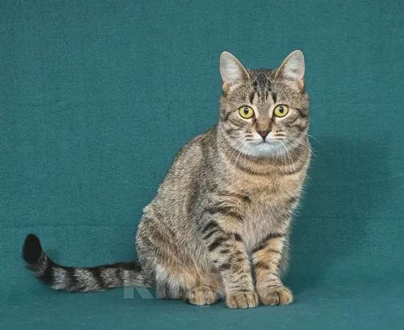 Кошки в Москве: Чудесная кошечка Яблонька ищет дом Девочка, Бесплатно - фото 4