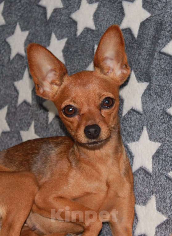 Собаки в Выборге: Щенок русского тоя г\ш девочка Девочка, 60 000 руб. - фото 4