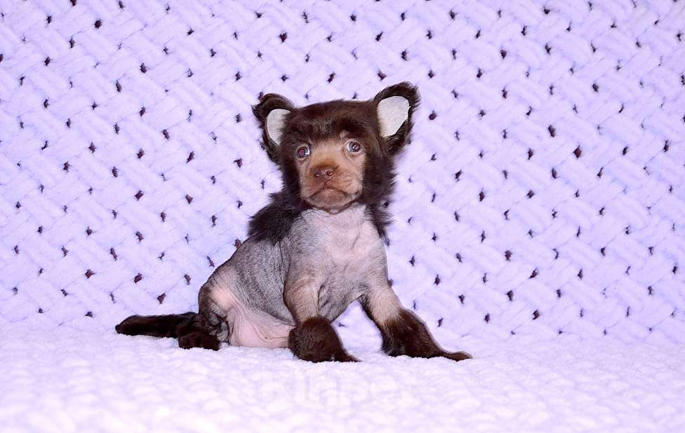 Собаки в Екатеринбурге: Мальчик голый шоколадка Мальчик, Бесплатно - фото 1