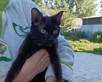 Кошки в Ангарске: Черная кошка с белым пушком Девочка, Бесплатно - фото 1