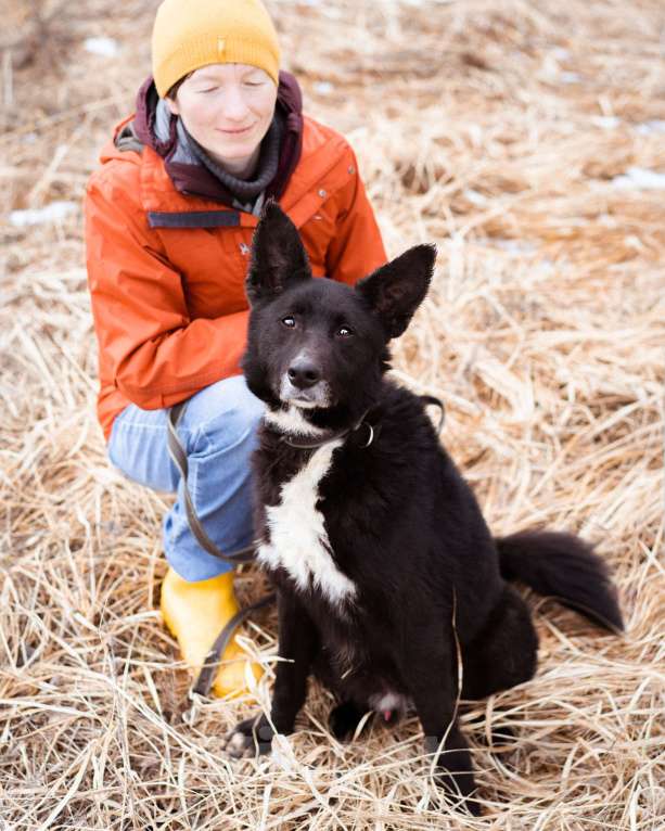 Собаки в Москве: Метис овчарки и лайки Мальчик, Бесплатно - фото 3