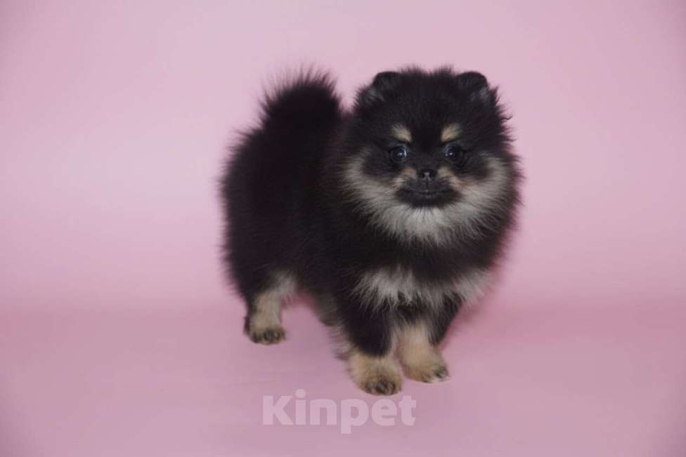 Собаки в Раменском: Девочка шпица Девочка, 50 000 руб. - фото 3