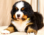 Собаки в Москве: Щенки Бернского Зенненхунда Мальчик, Бесплатно - фото 2