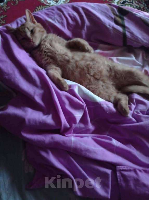 Кошки в Ногинске: Ласковый рыжий котик, очень дружелюбный и готов сидеть на руках часами Мальчик, Бесплатно - фото 6