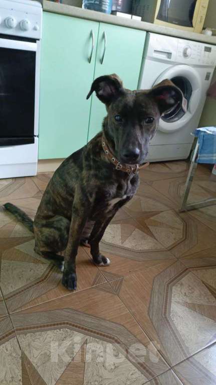 Собаки в Ростове-на-Дону: Внимание, внимание❣️   Пристраивается невероятная девочка.  Девочка, Бесплатно - фото 4