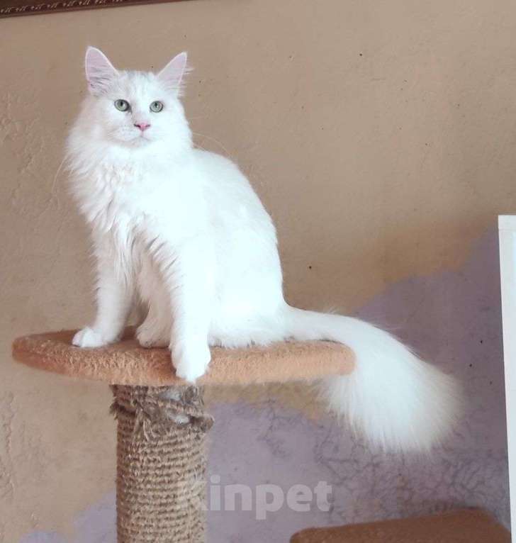 Кошки в Новосибирске: ♂️ Quinnie Мальчик, 50 000 руб. - фото 5