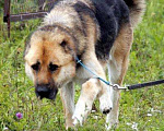 Собаки в Москве: Алабай Самир в добрые руки, Бесплатно - фото 3