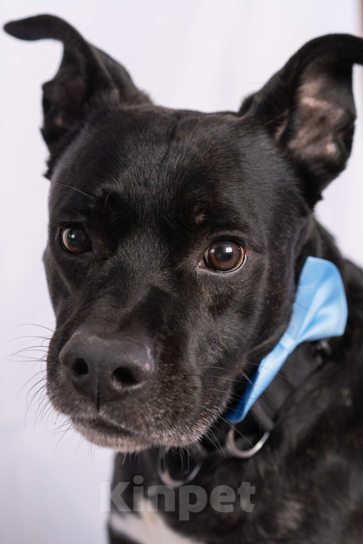 Собаки в Москве: Добрый пес Джек ищет дом Мальчик, Бесплатно - фото 3