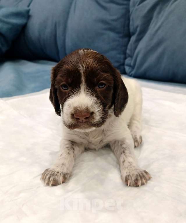 Собаки в других городах Новосибирской области: Щенок девочка Девочка, 10 000 руб. - фото 1
