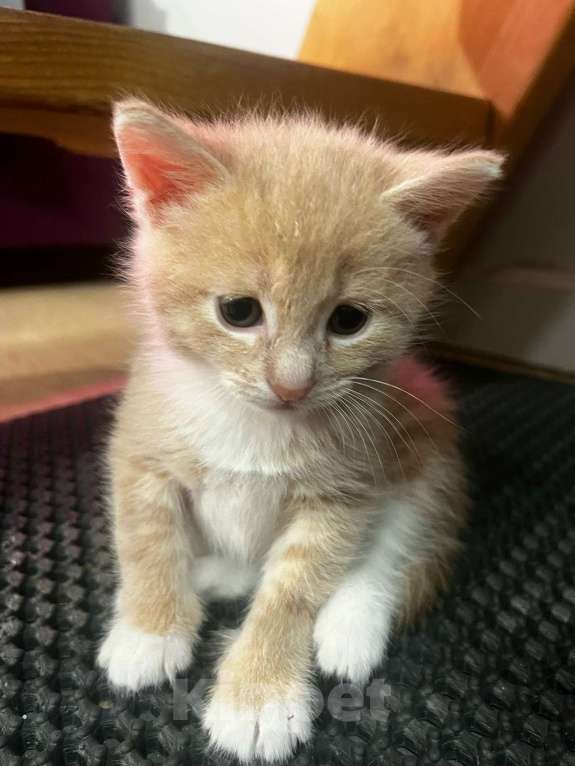 Кошки в Москве: Котенок даром Девочка, Бесплатно - фото 4