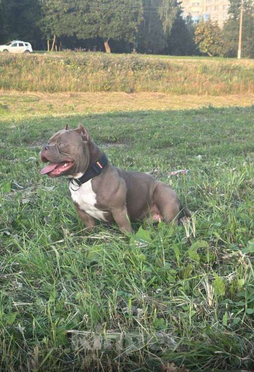 Собаки в Коломне: Вязка с сукой Мальчик, Бесплатно - фото 2