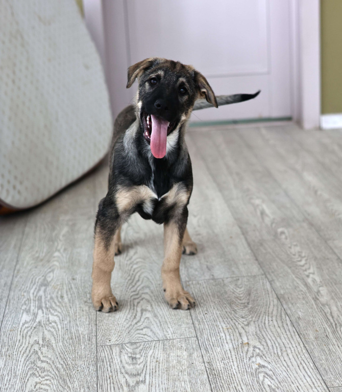 Собаки в Москве: Щенок в добрые руки бесплатно в Москве Мальчик, Бесплатно - фото 2