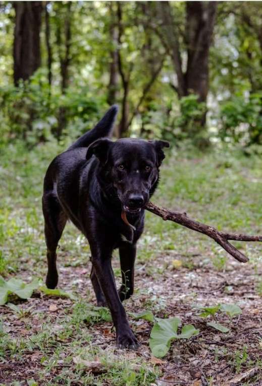 Собаки в Красногорске: Ищем дом красавице Сабрине! Девочка, Бесплатно - фото 5
