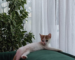 Кошки в Москве: Котенок в добрые руки. Мальчик, Бесплатно - фото 2