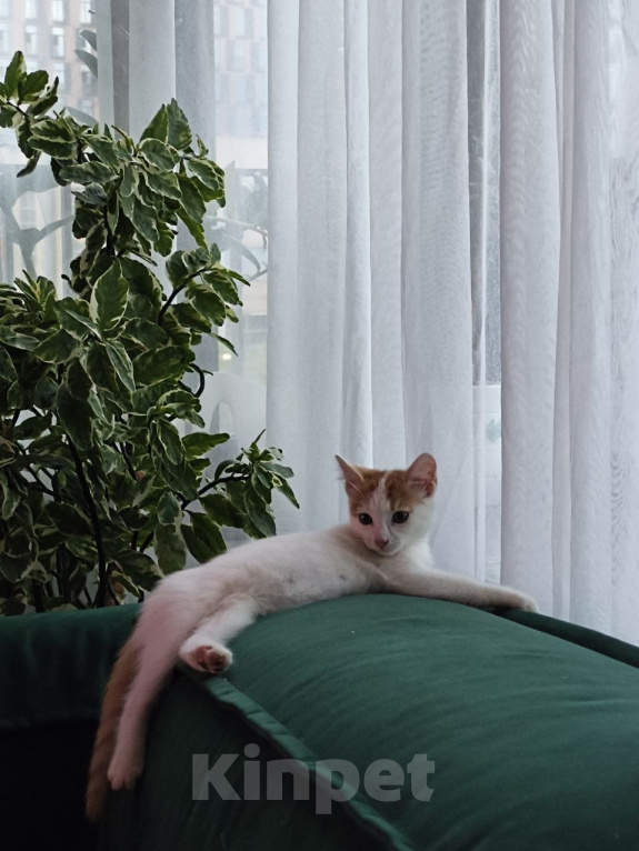 Кошки в Москве: Котенок в добрые руки. Мальчик, Бесплатно - фото 2