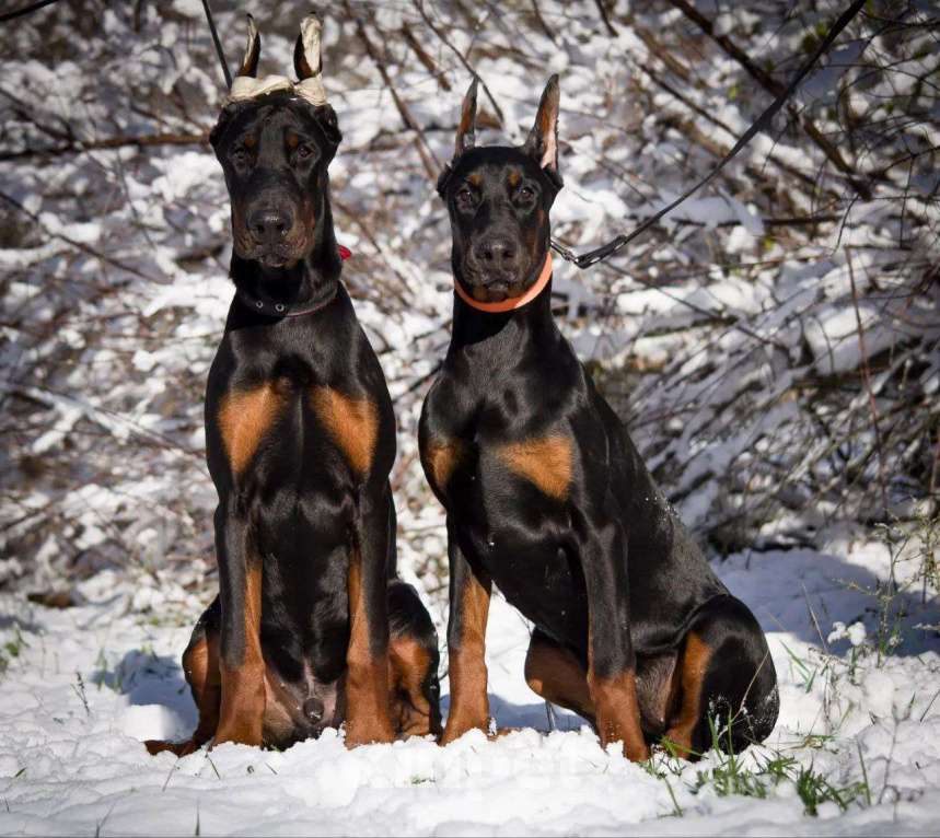 Собаки в Ейске: щенок добермана Девочка, 90 000 руб. - фото 2