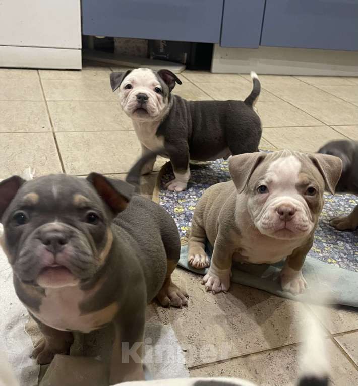 Собаки в Санкт-Петербурге: Веселые булочки Мальчик, Бесплатно - фото 3