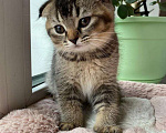 Кошки в Рыбинске: Шотландские котята Мальчик, 15 000 руб. - фото 3