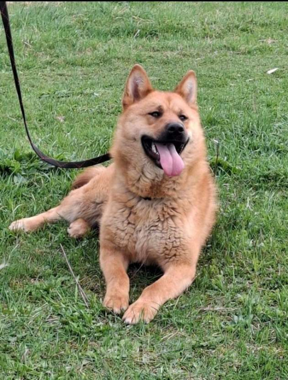 Собаки в Москве: Брутальный красавец Рич ищет хозяев! Мальчик, Бесплатно - фото 1