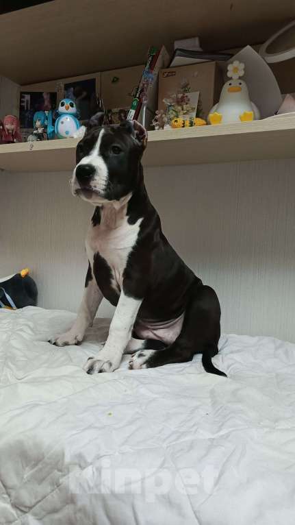 Собаки в Москве: Продажа щенка амстаффа Девочка, 45 000 руб. - фото 3