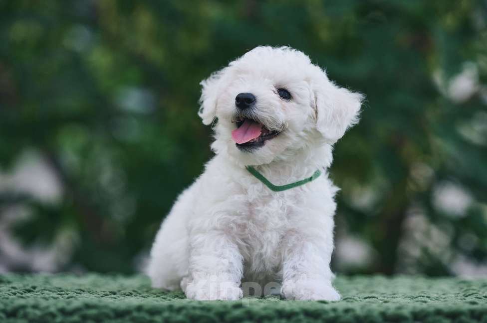 Собаки в Видном: Щенок Бишон фризе Мальчик, 50 000 руб. - фото 3