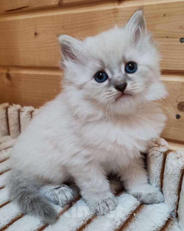 Кошки в других городах Московской области: Мальчик Кубик Мальчик, 100 000 руб. - фото 2