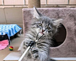 Кошки в Москве: Котёнок Дымок ищет семью! Мальчик, Бесплатно - фото 1