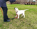 Собаки в других городах Ульяновской области: В поиске самых лучших родителей Девочка, 80 000 руб. - фото 6